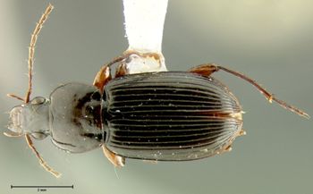 Media type: image;   Entomology 31941 Aspect: habitus dorsal view